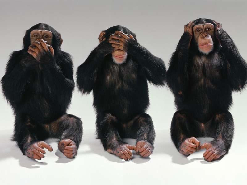 cutechimpanzees.jpg